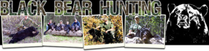 Black bear hunting success pictures