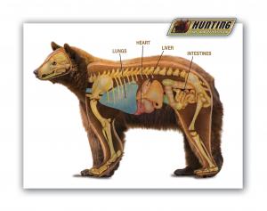 bear anatomy