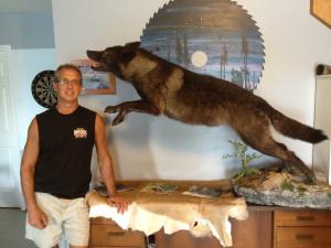 Life size wolf mount