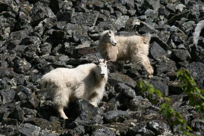 Mountain goats in Bella Coola, British Columbia, Canada