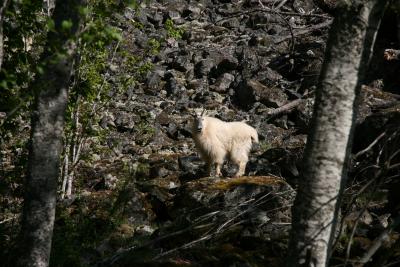 a Nanny mountain goat