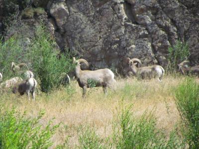 Wild mountain sheep