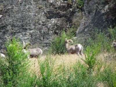 A herd of mountain sheep
