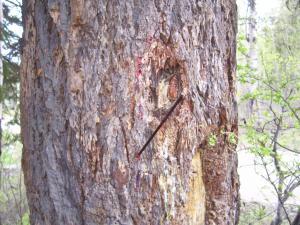 Carbon Arrow lodged in tree