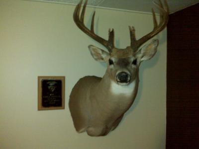 Whitetail Deer Mount Trophy